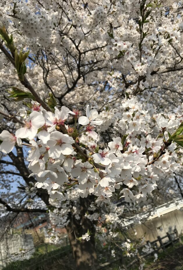 桜を観に行って参りました🌸